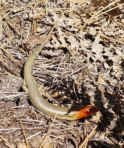 iNaturalist observation photo of Gilbert's Skink