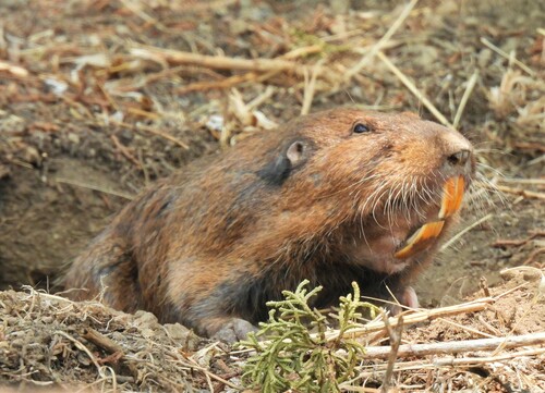 Merriam's pocket gopher
