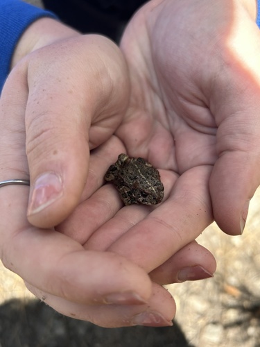 iNaturalist observation 2024-05-26