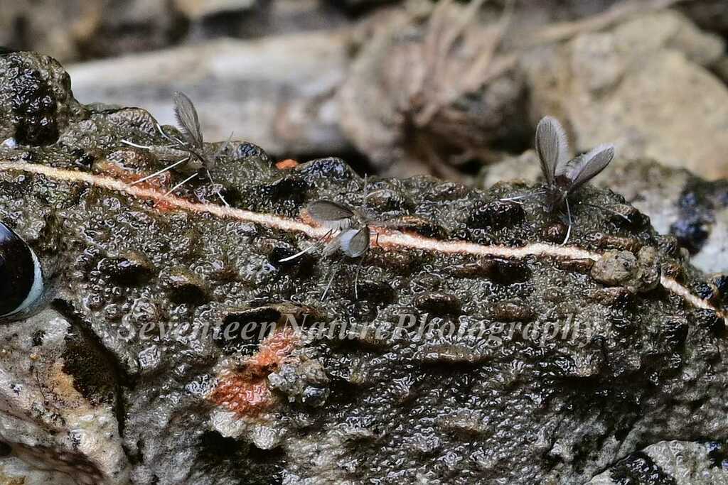 Sand Flu Sand Flies from 中国江苏省南京市玄武区 on May 24, 2024 at 09:25 PM by Shi Qi ...