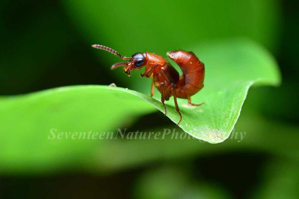 Zural Insect Zyras from 中国江苏省南京市玄武区 on May 24, 2024 at 09:28 PM by Kaniska · iNaturalist