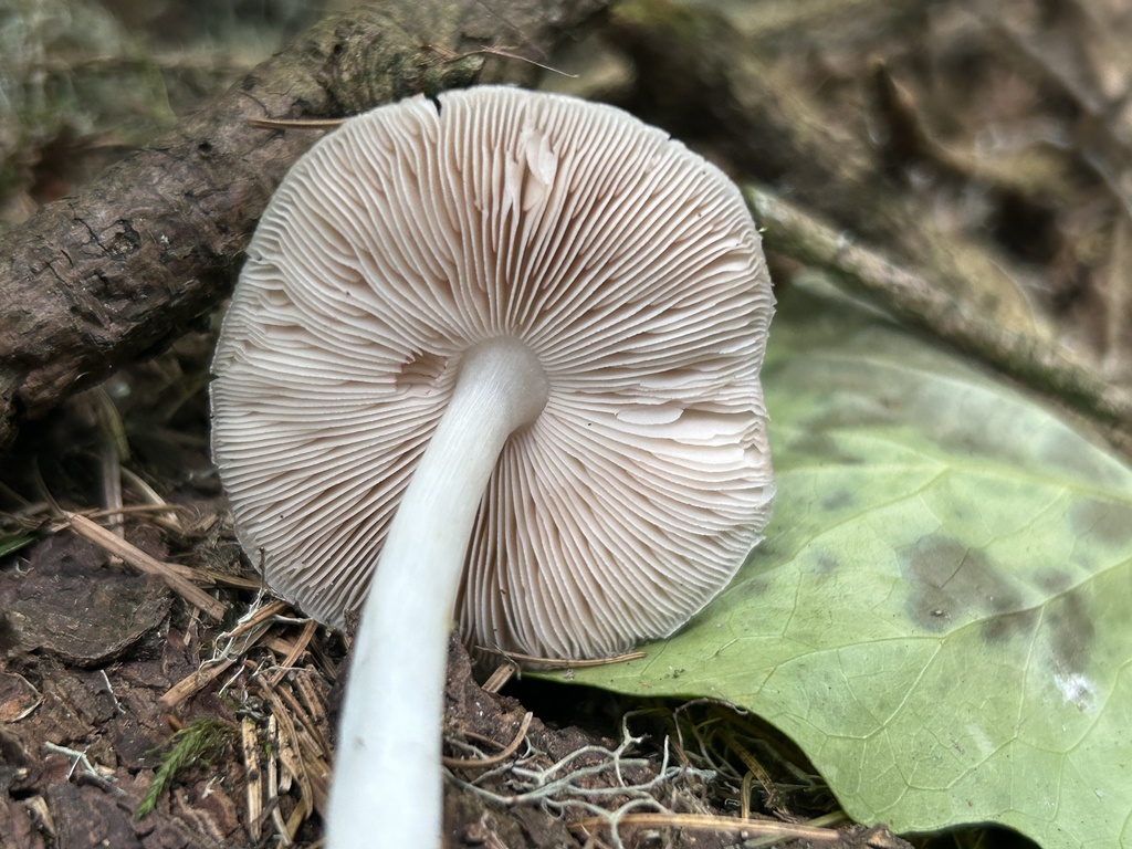 Pluteus brunneidiscus from Bluff St, Ferndale, CA, US on May 26, 2024 ...