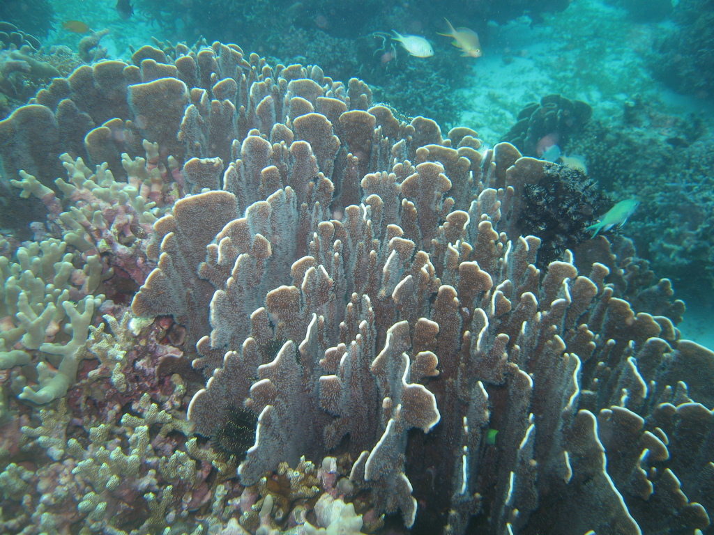 blue coral in December 2010 by Kati Eschweiler · iNaturalist
