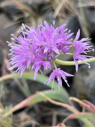 Douglas' onion (Allium douglasii)