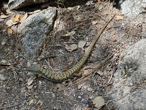 iNaturalist observation photo of Southern Alligator Lizard
