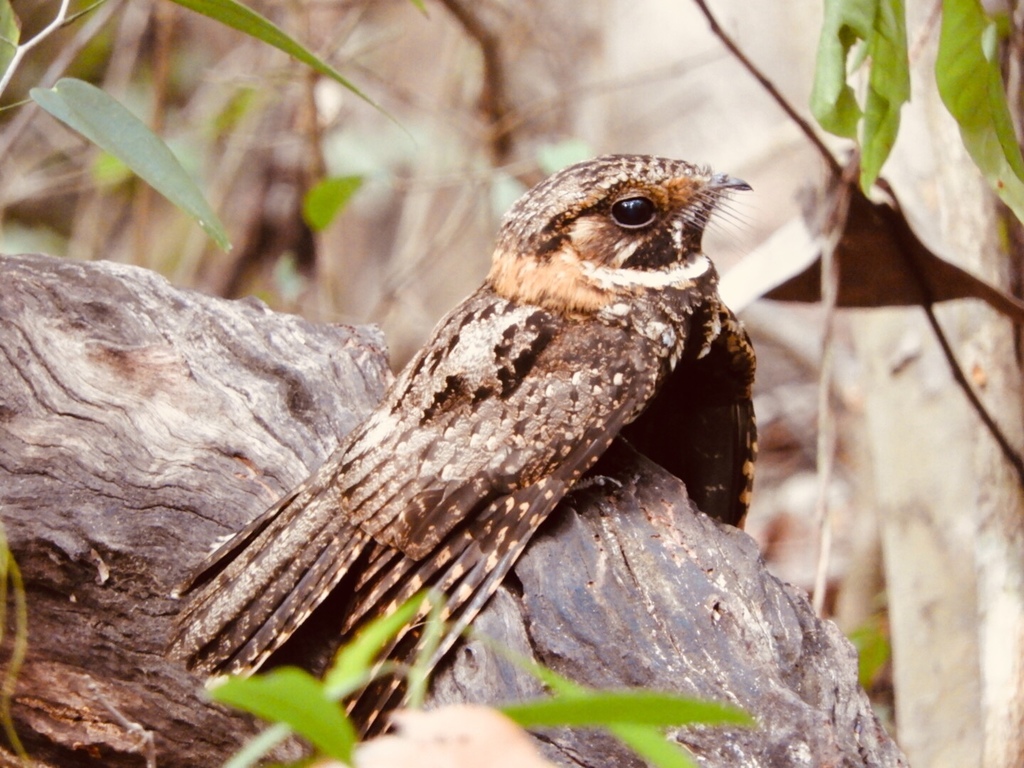 Yucatan Nightjar photo