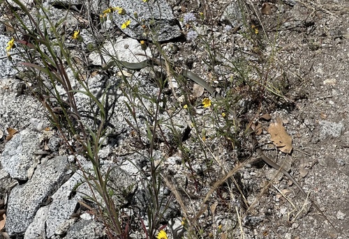 iNaturalist observation photo of Western Yellow-bellied Racer