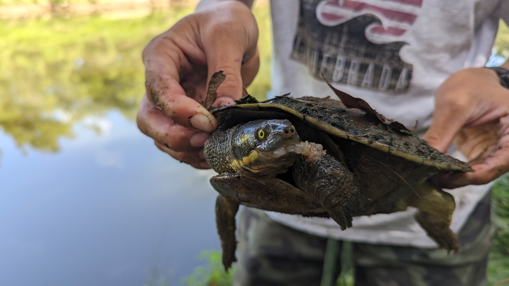 Eastern Short-necked Turtle from Gympie QLD 4570, Australia on May 27 ...