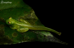 Hyalinobatrachium talamancae image