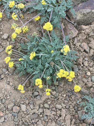 Watson's desertparsley (Lomatium watsonii)