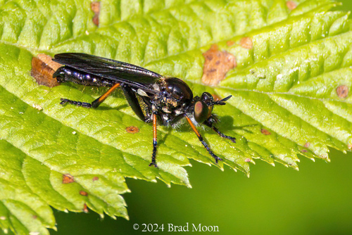 Eudioctria nitida