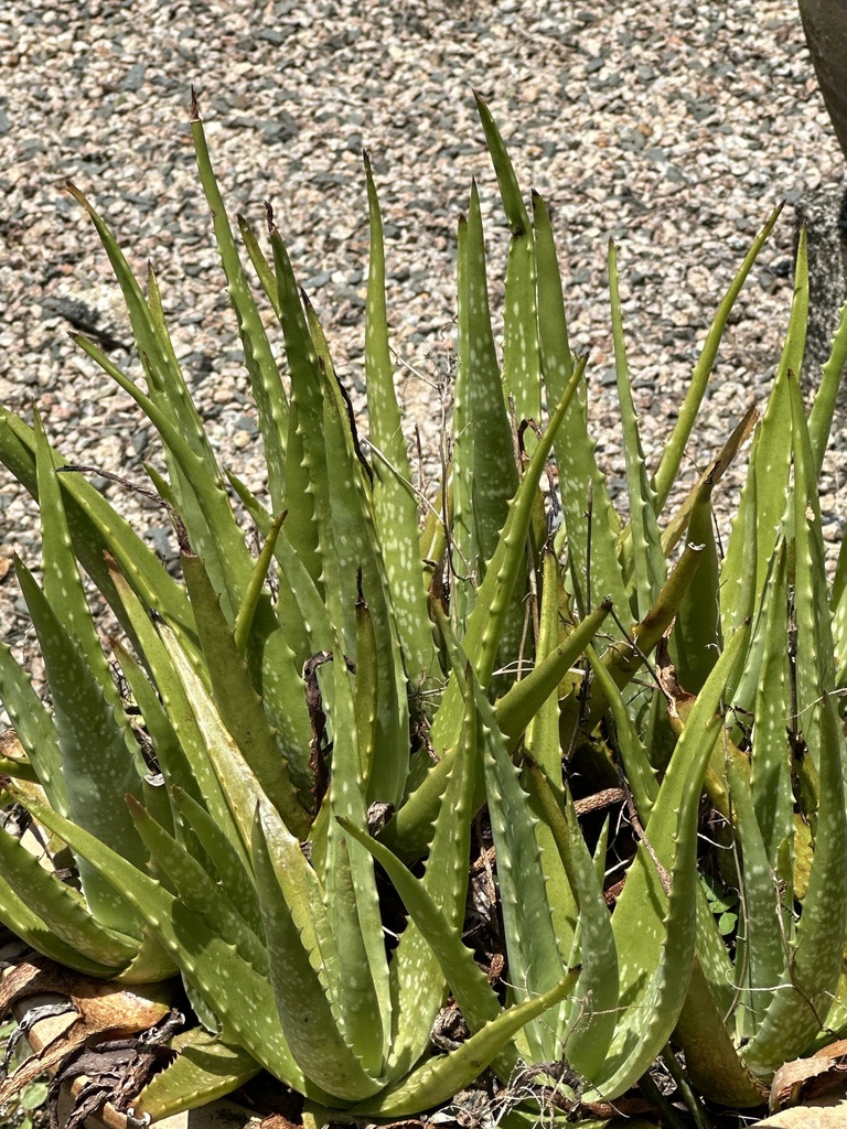 Aloe Vera From Felda Tersat, Ajil, Terengganu, My On May 27, 2024 At 01 