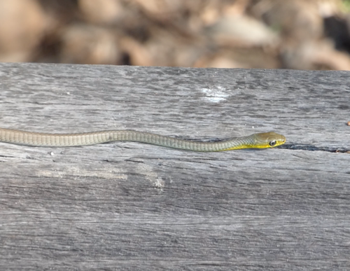 Common Tree Snake sighting
