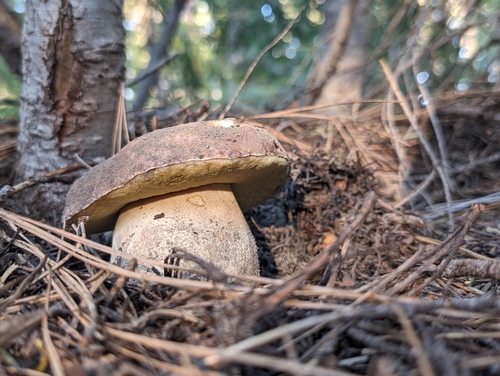 Spring King Bolete