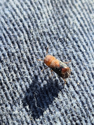 Xyloperthodes nitidipennis