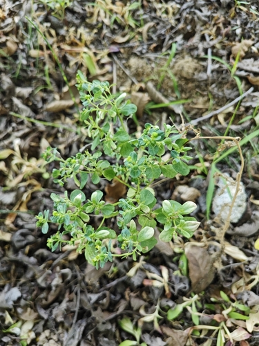 Sun spurge