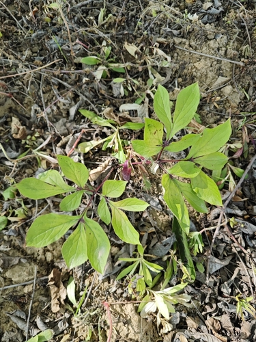 Chinese peony