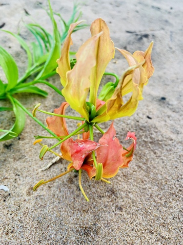 flame lily