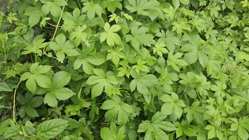 Japanese Hops