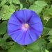 Oceanblue Morning Glory - Photo (c) skwilson, all rights reserved