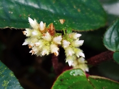 Genus Sonerila · iNaturalist Genus Sonerila · iNaturalist