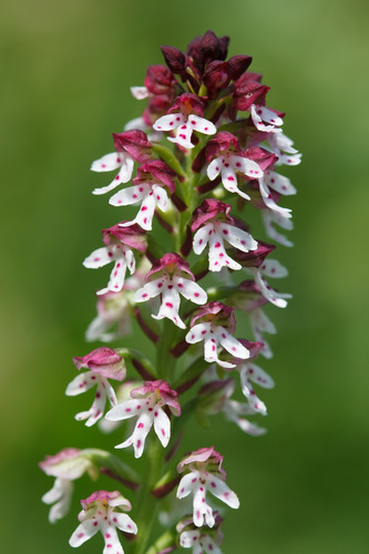 Neotinea ustulata