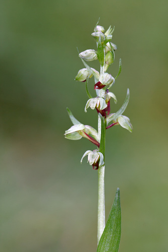 Dactylorhiza viridis