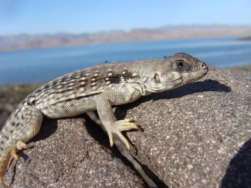 Desert Iguana