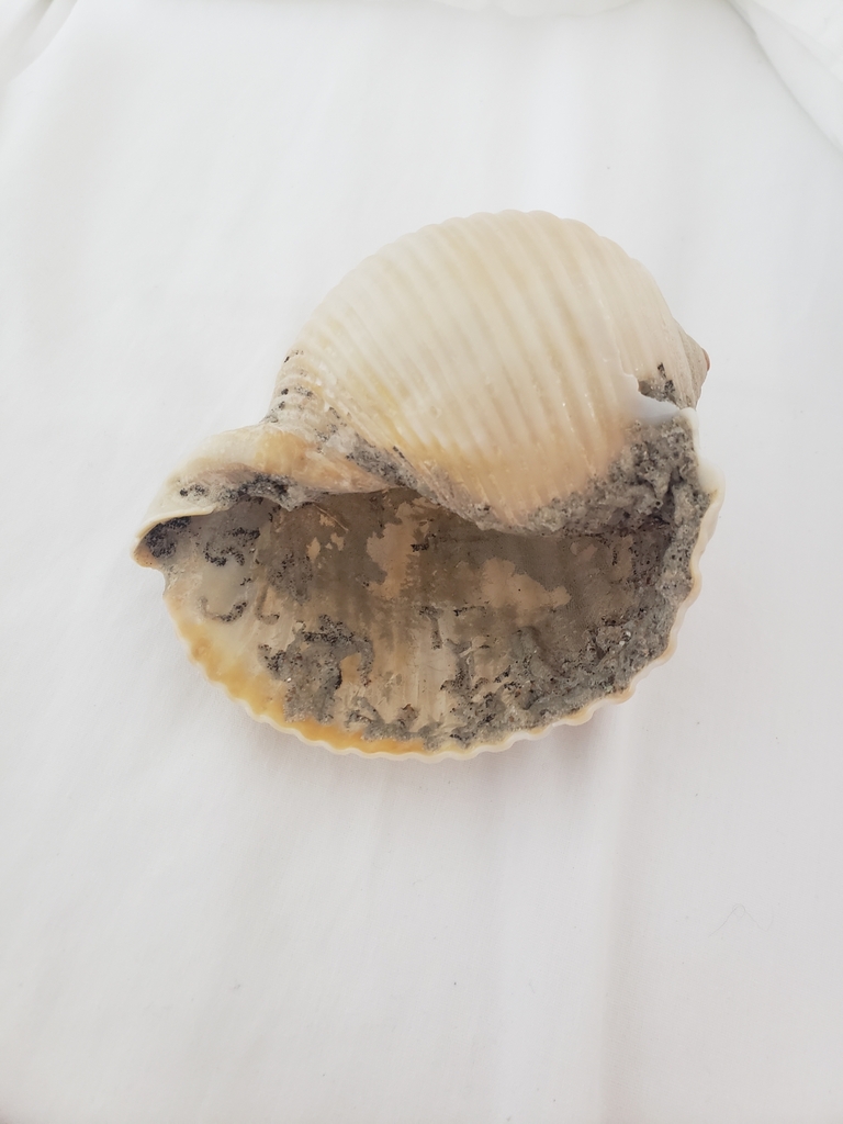 Giant Tun Snail from Surf City, NC, USA on May 27, 2024 at 09:18 AM by ...