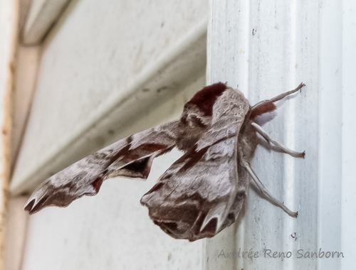 Twin-spotted Sphinx