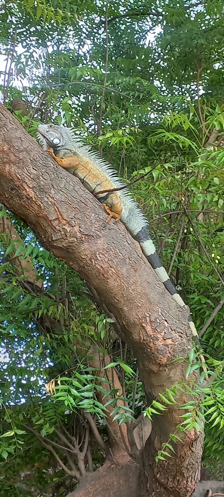 Green Iguana from Francisco Pacheco, Portoviejo, Ecuador on May 27 ...