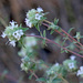 Thymus albicans - Photo (c) mjcorreia, all rights reserved, uploaded by mjcorreia
