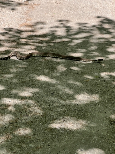 iNaturalist observation photo of Northern Pacific Rattlesnake