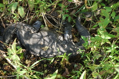 Varanus niloticus image