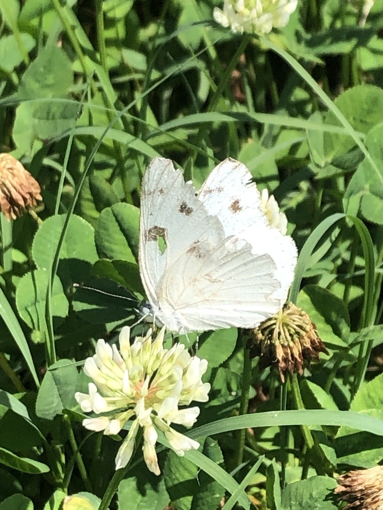 Checkered White from Chisholm Rd, Florence, AL, US on May 27, 2024 at