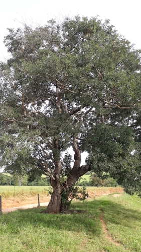 Pacara Earpod Tree