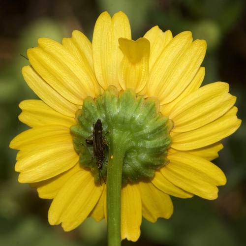 Mediterranean Marigold