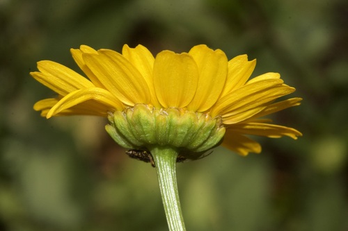 Mediterranean Marigold