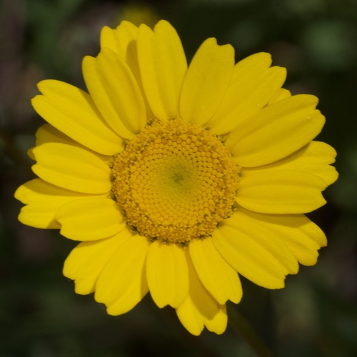 Mediterranean Marigold