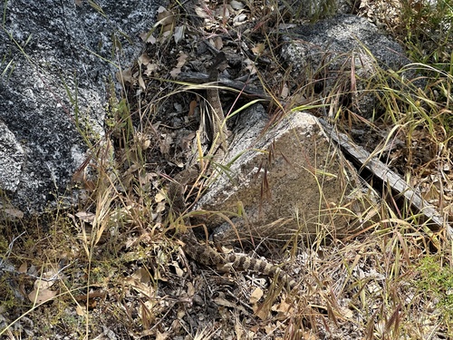 iNaturalist observation photo of Western Rattlesnake