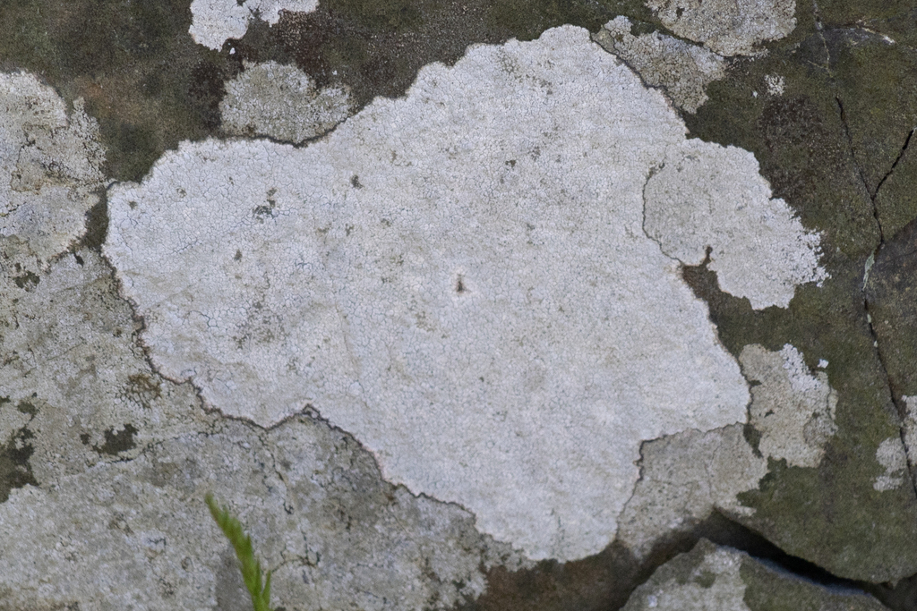 Whitewashed Rocks Rock Whitewash from Rye, NH, USA on May 13, 2024 at 10:24 AM by Zane ...