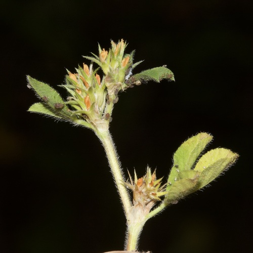 Trifolium scabrum