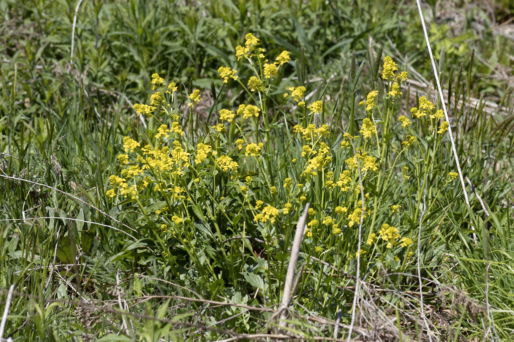 bitter wintercress from Rye, NH, USA on May 13, 2024 at 1147 AM by