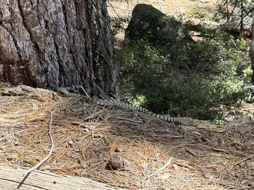 iNaturalist observation photo of Northern Pacific Rattlesnake