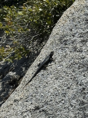 iNaturalist observation photo of Western Fence Lizard