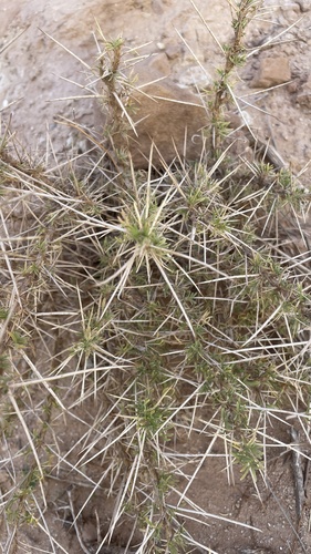 Astragalus armatus