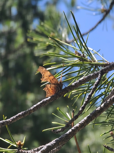 iNaturalist observation photo of Zephyr Comma