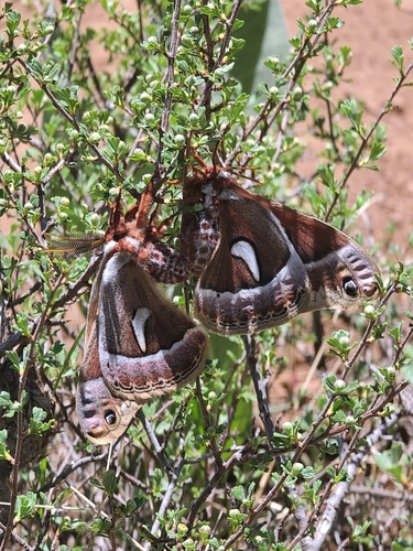 iNaturalist observation photo of Ceanothus Silk Moth