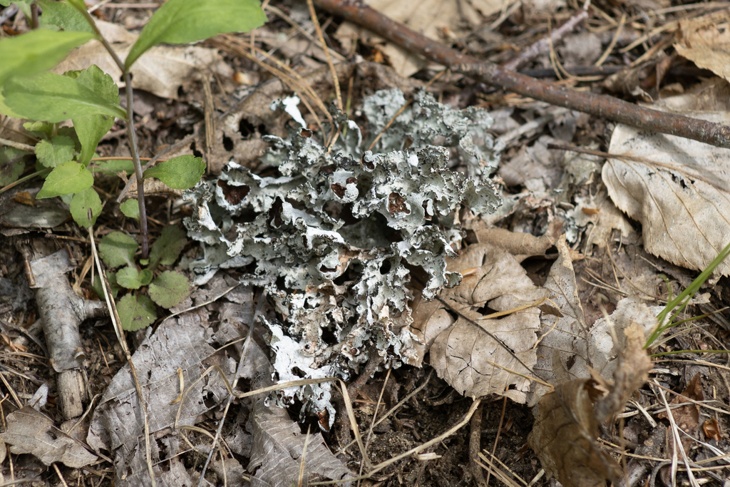 Crumpled Rag Lichen from Deerfield, NH, USA on May 14, 2024 at 10:08 AM ...