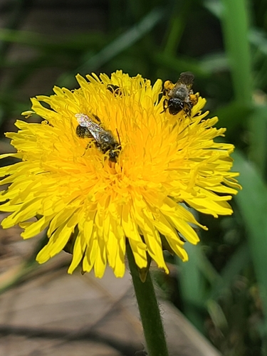 iNaturalist observation photo of Mason Bees